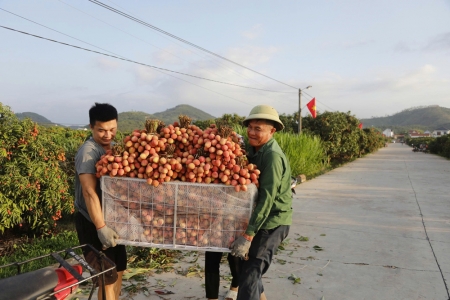 Bắc Ninh tiêu thụ 170 nghìn tấn vải thiều