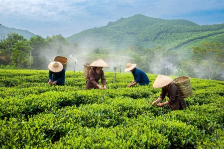 Đột phá trong phát triển sản phẩm nông nghiệp chủ lực ở Thái Nguyên