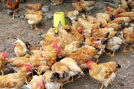 Bắc Giang: Xử lý nghiêm các trường hợp vận chuyển, buôn bán vật nuôi nhập lậu