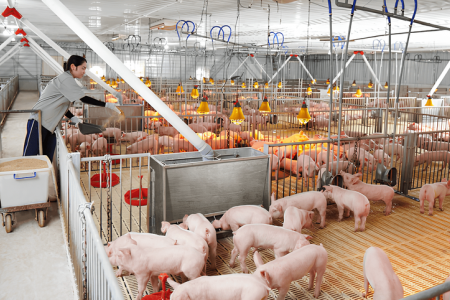 Dabaco (DBC) triển khai kế hoạch thành lập đơn vị mới phục vụ đầu tư chuỗi dự án chăn nuôi gia súc, gia cầm