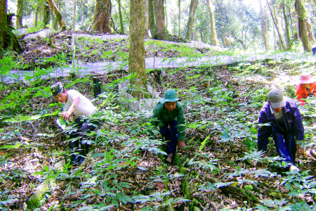 Từ ngày 15/8, có quy định mới về nuôi, trồng, thu hoạch cây dược liệu trong rừng