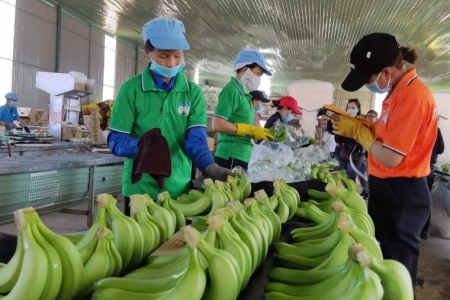Giá chuối tăng mạnh, HAGL kỳ vọng lãi 2.500 tỷ đồng trong năm nay