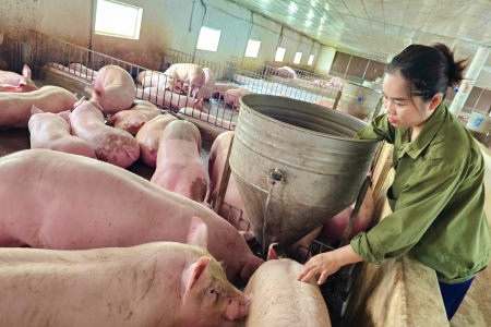 Giá heo hơi hôm nay 4/7: Giảm trên cả nước