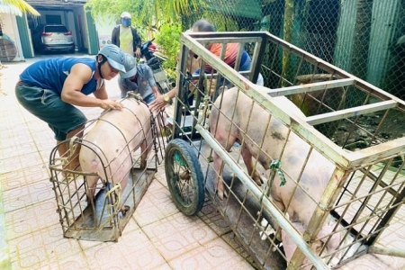 Lo ngại an toàn thực phẩm ở Hà Nội: Hàng trăm cơ sở giết mổ thủ công vẫn chưa bị dẹp bỏ