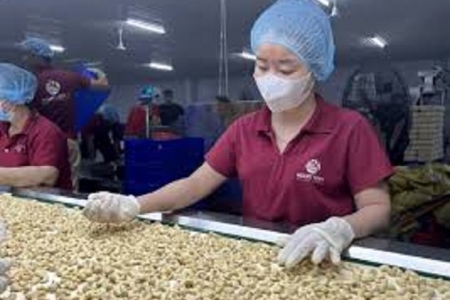 Hạt Điều Việt Nam: Nửa đầu năm 2025 "bội thu" giá trị, Trung Quốc trở thành điểm sáng mới