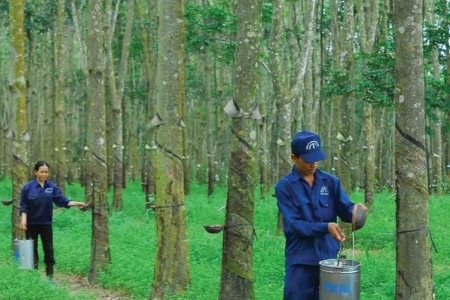 Cao su Tây Ninh lên kế hoạch bán ra toàn bộ 875.000 cổ phiếu quỹ