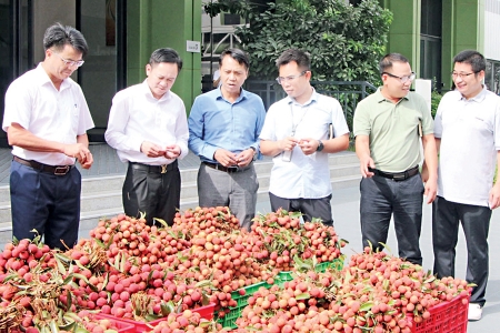 Bắc Ninh xuất khẩu 63 nghìn tấn vải thiều