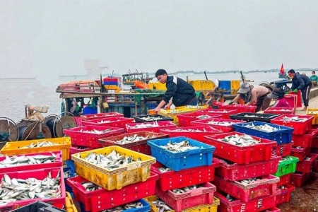 Hà Tĩnh: Tổng sản lượng thủy sản trong 6 tháng đầu năm đạt 29.414 tấn