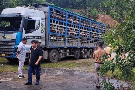 11 xã tại Phú Thọ bị dịch tả lợn châu Phi