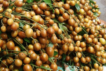 Bất ngờ với loại quả Việt nhỏ nhắn nhưng là 'vũ khí' tăng cường sức khỏe