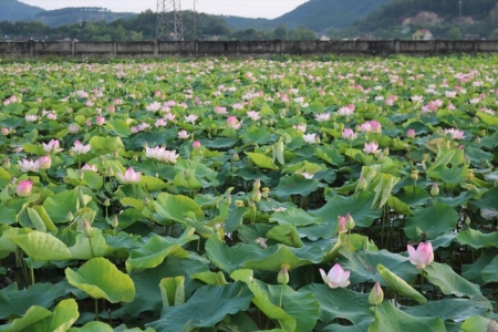 Thanh Hóa nhân rộng mô hình sản xuất giống, trồng thương phẩm sen