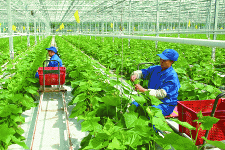 Cần hệ sinh thái chính sách đồng bộ để thúc đẩy nông nghiệp tuần hoàn