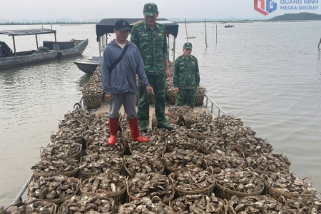 Đồn BP Trà Cổ: Bắt giữ đối tượng vận chuyển trái phép 4 tấn hàu từ Trung Quốc về Việt Nam