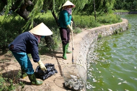 Quảng Trị: Cá chết hàng loạt nổi trắng mặt hồ chưa rõ nguyên nhân