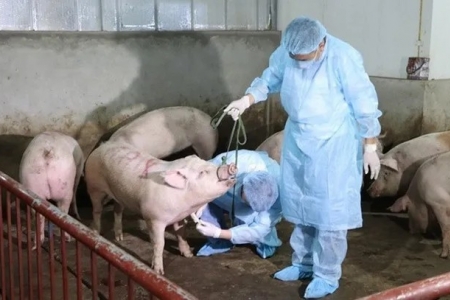 Ninh Bình triển khai quyết liệt các giải pháp khống chế dịch tả lợn Châu Phi