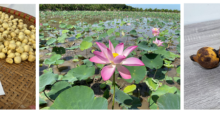 Sen Đồng Tháp được bảo hộ chỉ dẫn địa lý