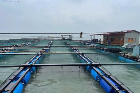 Đặc khu Vân Đồn khẩn trương bảo vệ các hộ nuôi trồng thủy sản trước bão số 3 (Wipha)