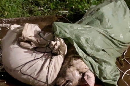 Gia Lai xử lý, tiêu huỷ 7 xác lợn thả trôi dưới lòng suối Hội Phú