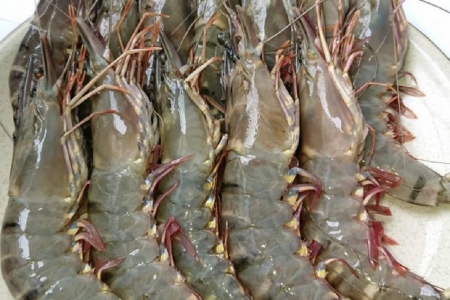 VASEP lo ngại xuất khẩu tôm tháng Bảy giảm tốc