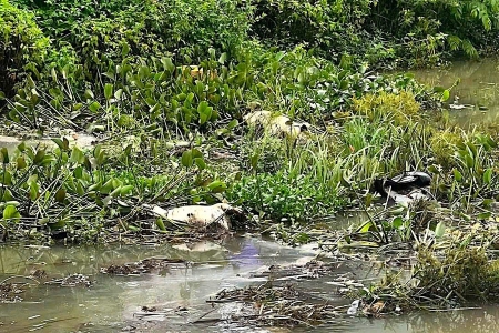 Gia Lai triển khai các biện pháp phòng chống dịch sau khi phát hiện xác heo chết