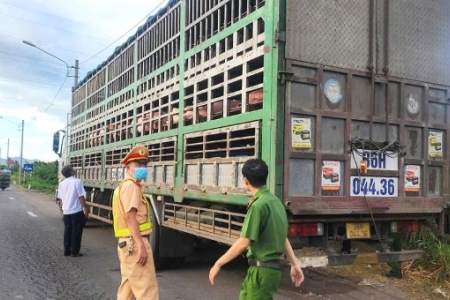 Phát hiện vận chuyển 54 con heo có dấu hiệu dịch bệnh không rõ nguồn gốc