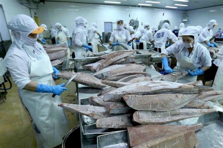 Nghiên cứu thông tin về chế biến sâu cà phê Việt Nam và xuất khẩu cá ngừ gặp khó