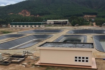 Gia Lai tiêu hủy 54 con lợn nghi nhiễm dịch tả lợn châu Phi