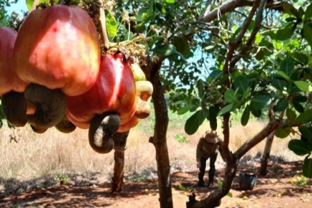 Hải quan tháo gỡ vướng mắc cho doanh nghiệp nhập khẩu điều thô từ châu Phi
