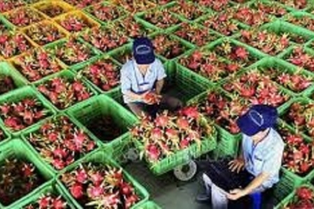 Gỡ nút thắt C/O cho nông sản: Bộ Công Thương bỏ xác nhận địa phương, doanh nghiệp hồ hởi