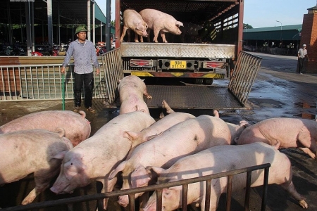 Giá heo hơi hôm nay 29/7: Thấp nhất 58.000 đồng/kg