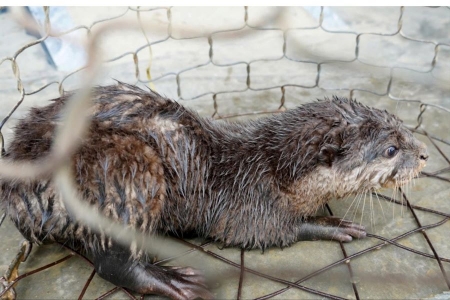 Thả cá thể rái cá vuốt bé quý hiếm về môi trường tự nhiên