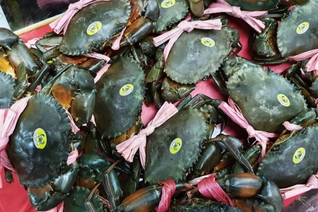 Cà Mau phấn đấu trở thành trung tâm nuôi cua lớn nhất Đồng bằng sông Cửu Long và cả nước