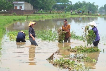 Thái Nguyên quy định mức hỗ trợ sản xuất nông nghiệp vùng bị thiệt hại do thiên tai, dịch hại