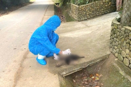 Chó dại thả rong tấn công 5 người ở thành phố Đà Nẵng