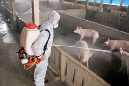 Ninh Bình triển khai quyết liệt các biện pháp phòng, chống dịch tả lợn châu Phi