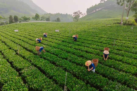 Thái Nguyên dành hơn 500 tỷ đồng để hỗ trợ thúc đẩy phát triển ngành chè giai đoạn 2025 - 2030