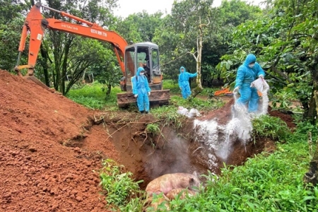 Lâm Đồng: Ban hành công văn “Hỏa tốc” về công tác phòng chống Dịch tả lợn Châu Phi