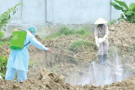 Dịch tả lợn Châu Phi lan rộng tại gần 3.000 hộ chăn nuôi trên địa bàn tỉnh Thanh Hóa