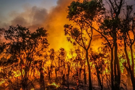 Chi cục Kiểm Lâm tỉnh Thanh Hóa đưa ra dự báo và thông tin cấp dự báo cháy rừng