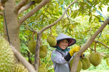 Niềm vui của công nhân vào mùa sầu riêng trĩu quả
