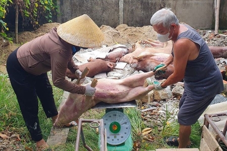 Ban Thường vụ Tỉnh ủy Hà Tĩnh chỉ đạo quyết liệt phòng chống dịch bệnh cho cây trồng, vật nuôi