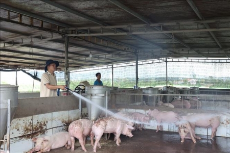 Dịch tả lợn châu Phi tái bùng phát trên 30 tỉnh, thành: Hơn 100.000 con lợn bị tiêu hủy