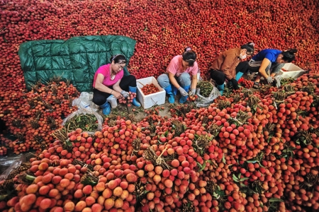 Bắc Ninh: Tháo gỡ khó khăn ở thủ phủ vải thiều