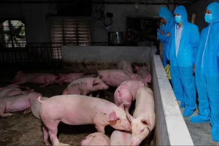 Hà Nội: Xử lý hình sự, phạt hành chính nhiều trường hợp kinh doanh, vứt xác lợn bệnh