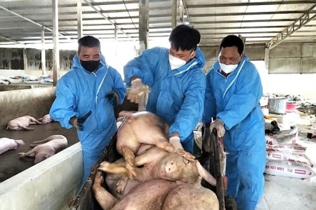 Dịch tả lợn Châu Phi: Nỗi lo an toàn thực phẩm và mối nguy từ thịt nhiễm bệnh