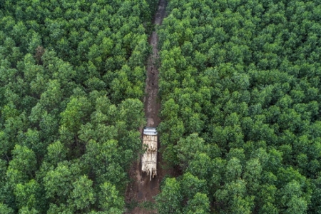 Quảng Trị: Nỗ lực thúc đẩy giải ngân nguồn thu từ tín chỉ carbon rừng