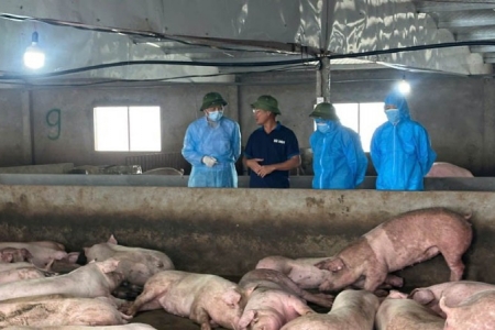 Phú Thọ tăng cường kiểm tra công tác phòng chống dịch tả lợn Châu Phi