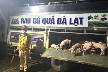 Đắk Lắk: Lập chốt ngăn dịch tả lợn Châu Phi