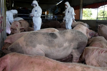 Tây Ninh xử lý nghiêm các hành vi làm lây lan Dịch tả lợn Châu Phi