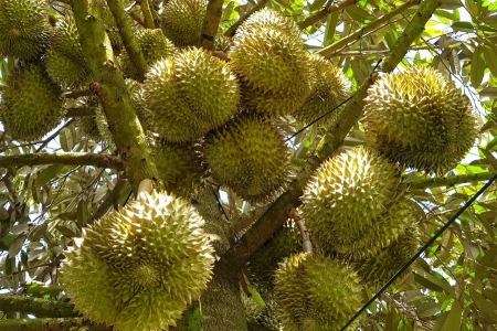 Giá sầu riêng hôm nay 6/8: Tăng ở Bình Phước